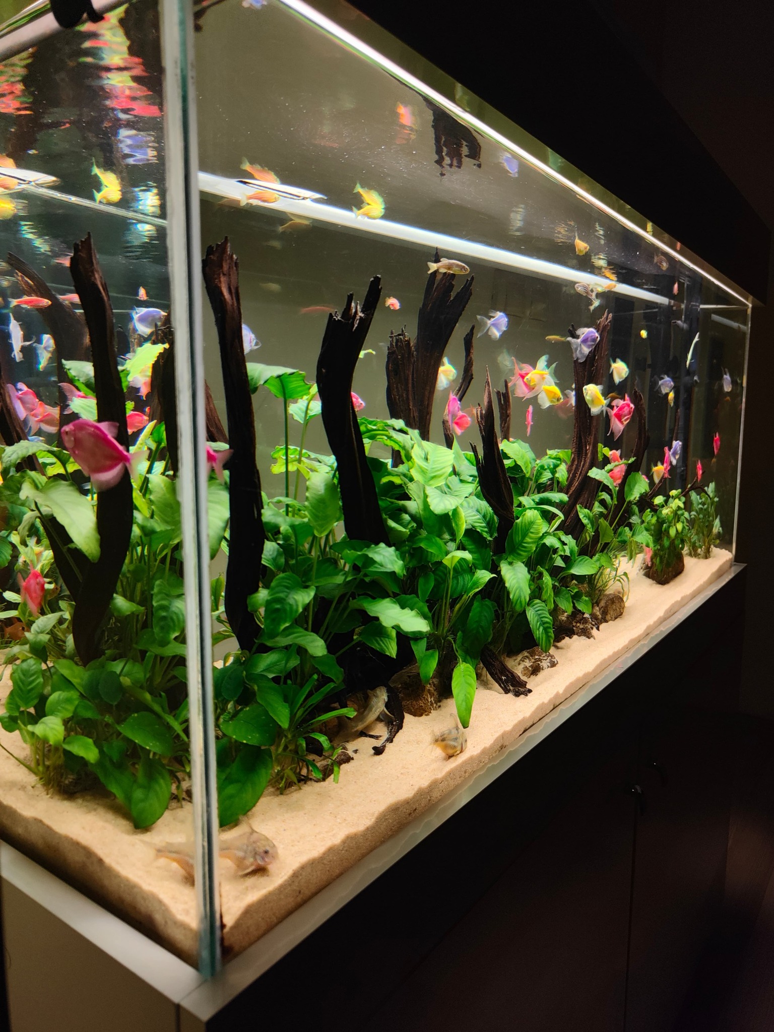 Aqua Clear Uygulanmış Akvaryum